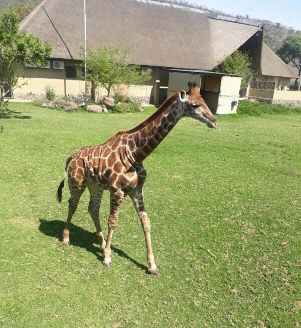 Lion and Safari Park - Image 11