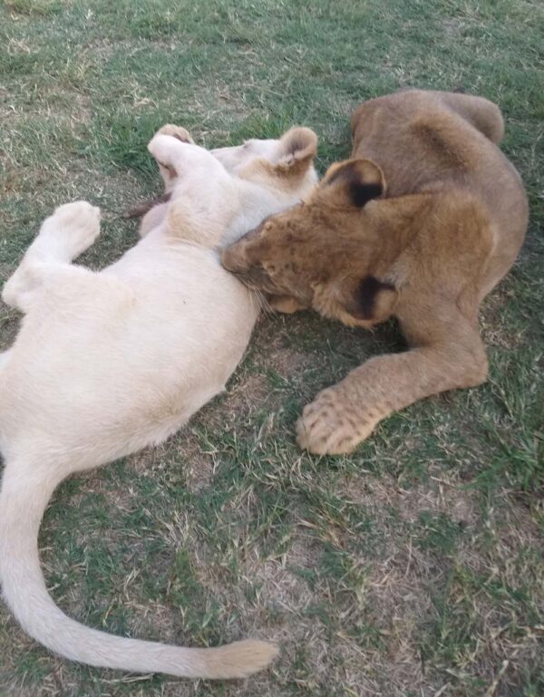 Lion and Safari Park - Image 14