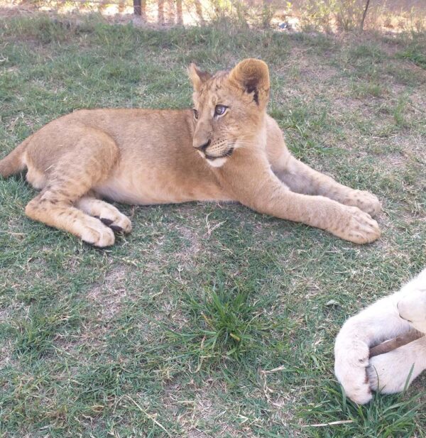 Lion and Safari Park - Image 15