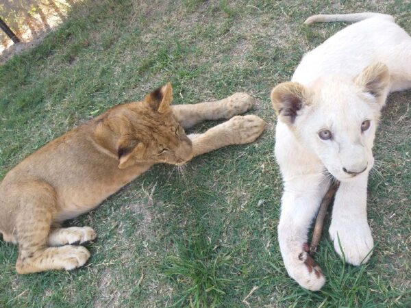 Lion and Safari Park - Image 16