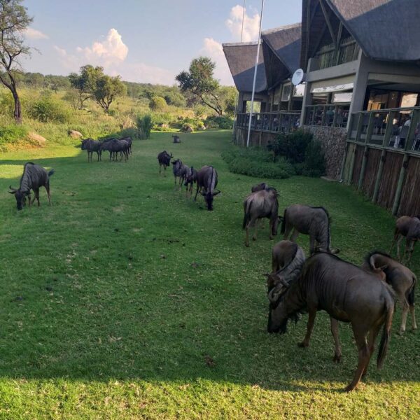 Lion and Safari Park - Image 18