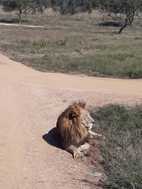 Lion and Safari Park - Image 9