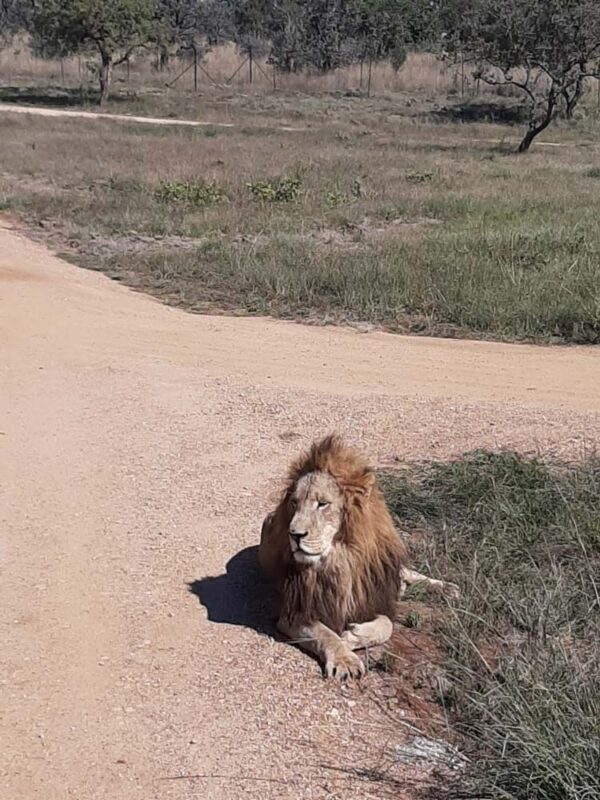 Lion and Safari Park - Image 10