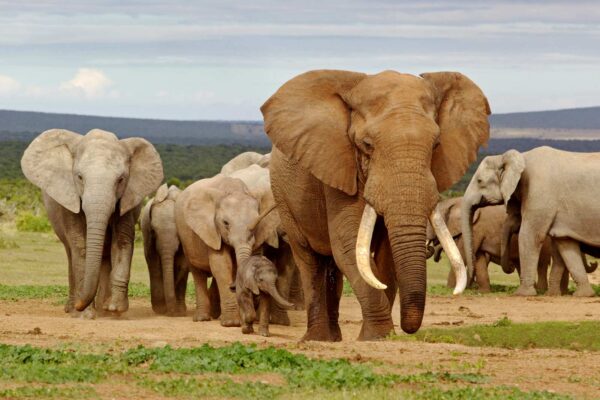 Elephant Sanctuary