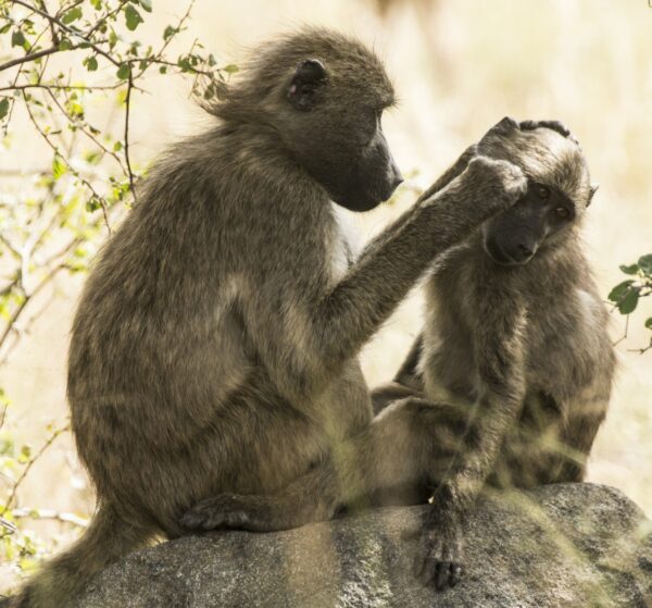 Bush Babies & Monkey Sanctuary