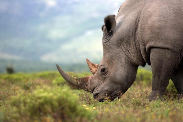 Rhino and Lion Park Tour