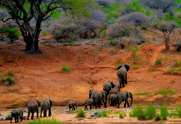 Jozi & Soweto to Cradle of Human Kind Pilanesburg Safari 3 Day